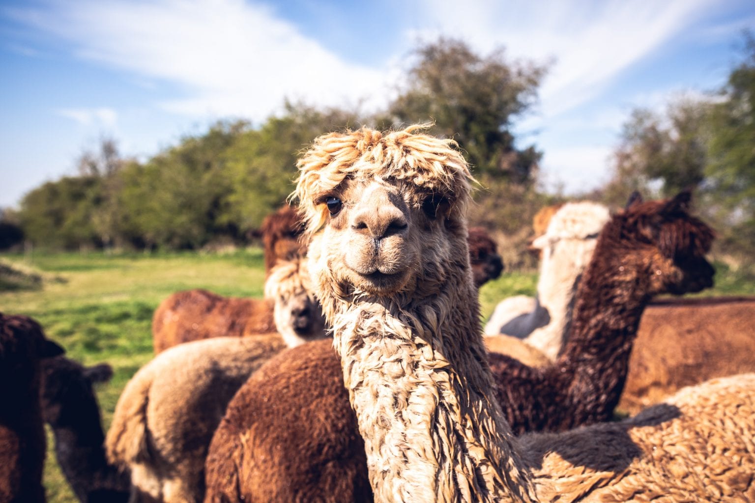 alpaca